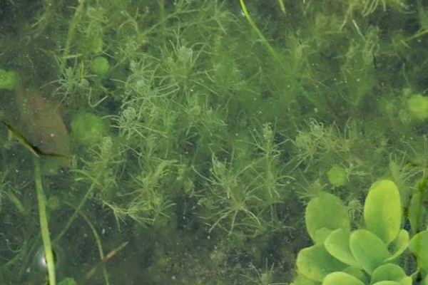 植物有什么种类，分为裸子植物、藻类植物等类型