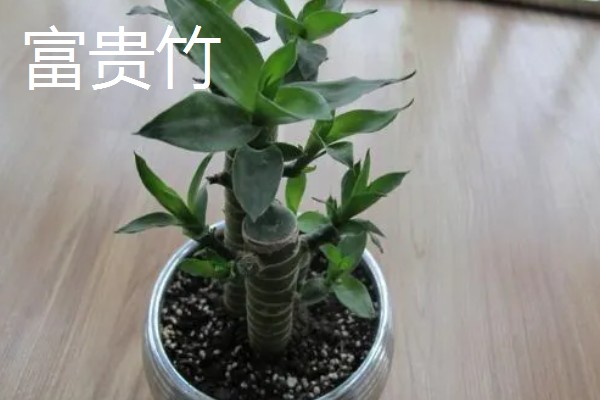 客厅适合摆哪些招财植物，富贵竹、铜钱草等品种均可选择