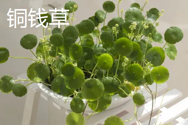 客厅适合摆哪些招财植物，富贵竹、铜钱草等品种均可选择