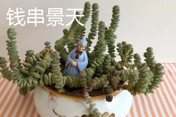 客厅适合摆哪些招财植物，富贵竹、铜钱草等品种均可选择