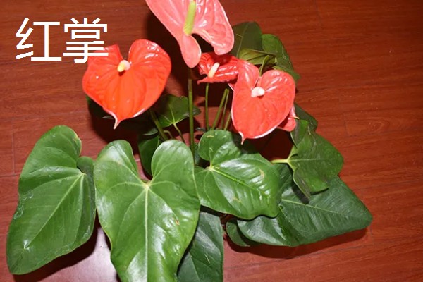 客厅适合摆哪些招财植物，富贵竹、铜钱草等品种均可选择