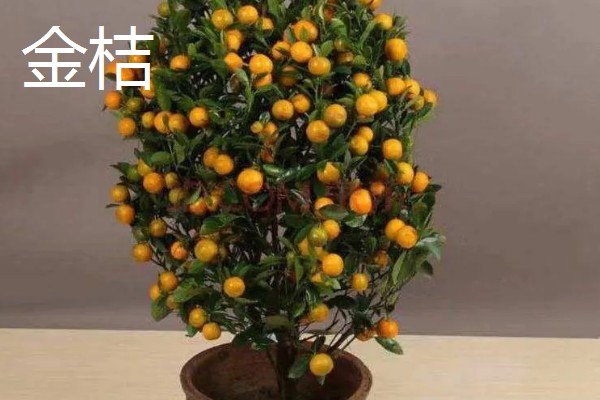 客厅适合摆哪些招财植物，富贵竹、铜钱草等品种均可选择