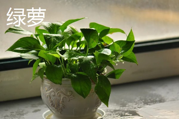 客厅适合摆哪些招财植物，富贵竹、铜钱草等品种均可选择