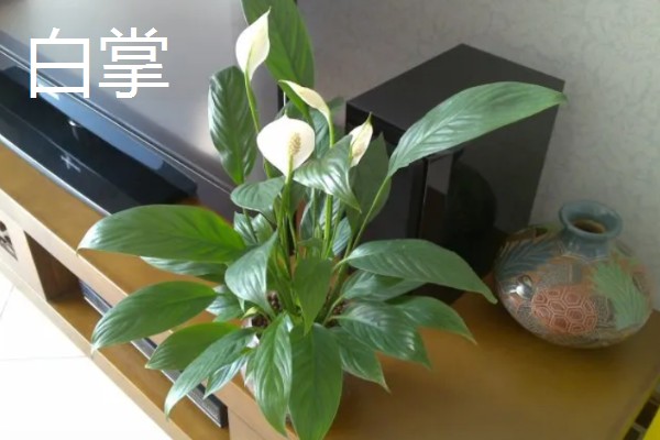 客厅适合摆哪些招财植物，富贵竹、铜钱草等品种均可选择