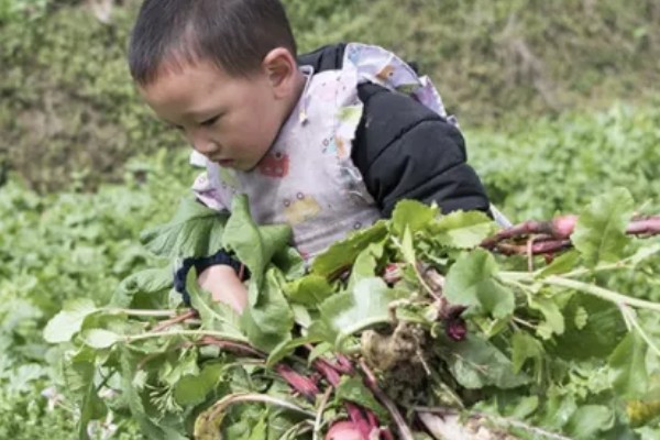 萝卜摘叶的优点，有助于块茎膨大和有机物的积累