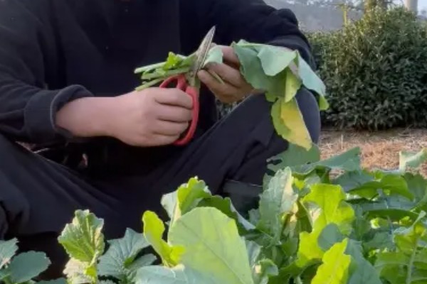 萝卜摘叶的优点，有助于块茎膨大和有机物的积累
