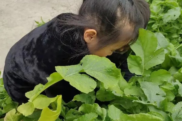 萝卜摘叶的优点，有助于块茎膨大和有机物的积累