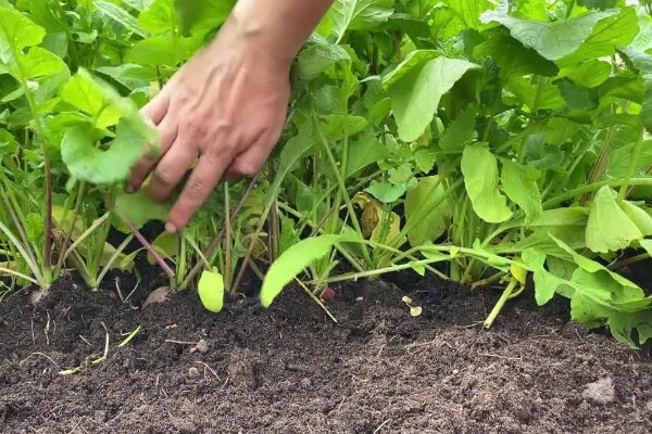 萝卜摘叶的优点，有助于块茎膨大和有机物的积累