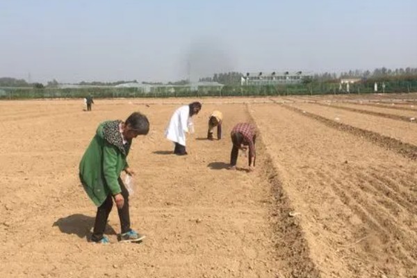 萝卜摘叶的优点，有助于块茎膨大和有机物的积累