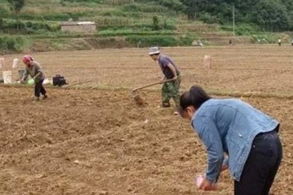 萝卜摘叶的优点，有助于块茎膨大和有机物的积累