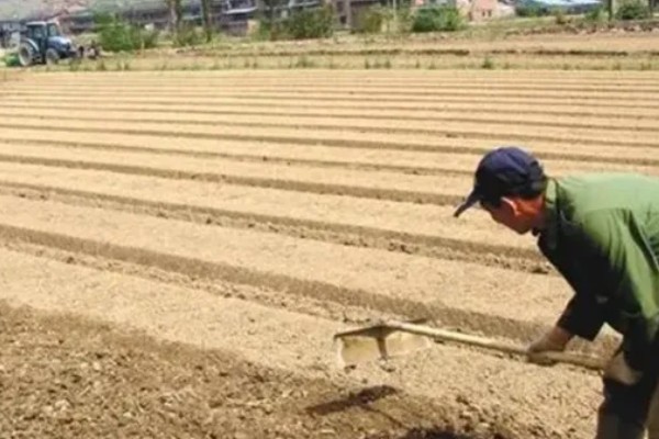 萝卜摘叶的优点，有助于块茎膨大和有机物的积累