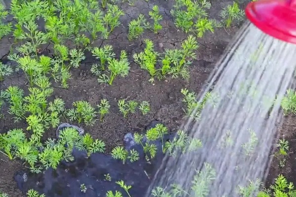 萝卜摘叶的优点，有助于块茎膨大和有机物的积累