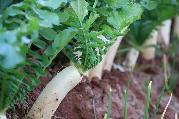 萝卜摘叶的优点，有助于块茎膨大和有机物的积累