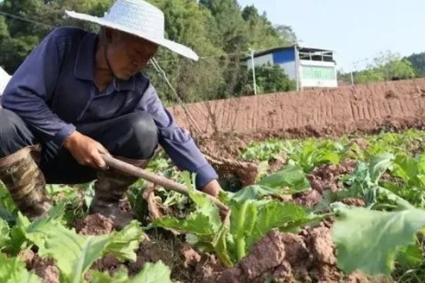 萝卜摘叶的优点，有助于块茎膨大和有机物的积累