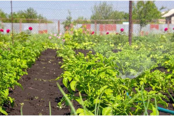 土豆的栽培方法，在每年的春季3月进行栽培