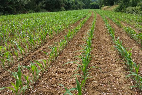 怎么预防玉米倒伏，可种植柔韧性好的品种