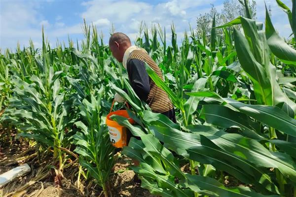 怎么预防玉米倒伏，可种植柔韧性好的品种