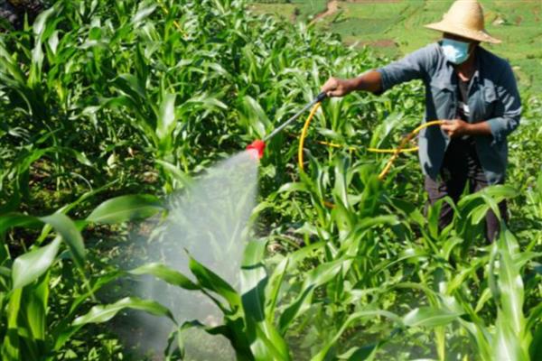 怎么预防玉米倒伏，可种植柔韧性好的品种