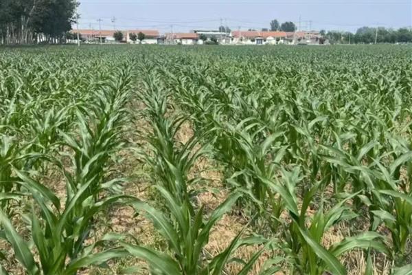怎么预防玉米倒伏，可种植柔韧性好的品种