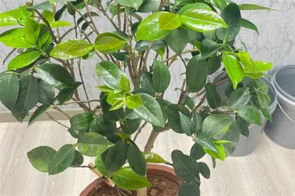 茶花怎么换盆，更换时要把腐烂和衰老的根系剪除