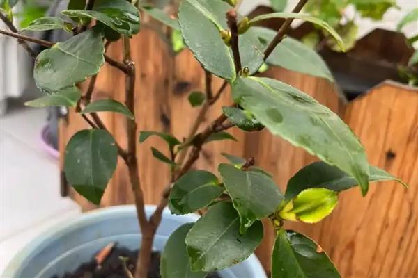 茶花怎么换盆，更换时要把腐烂和衰老的根系剪除