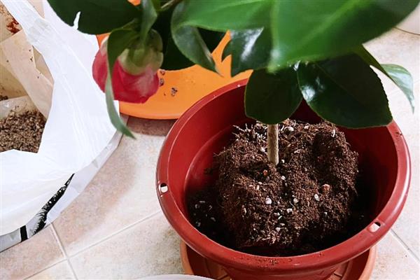 茶花怎么换盆，更换时要把腐烂和衰老的根系剪除