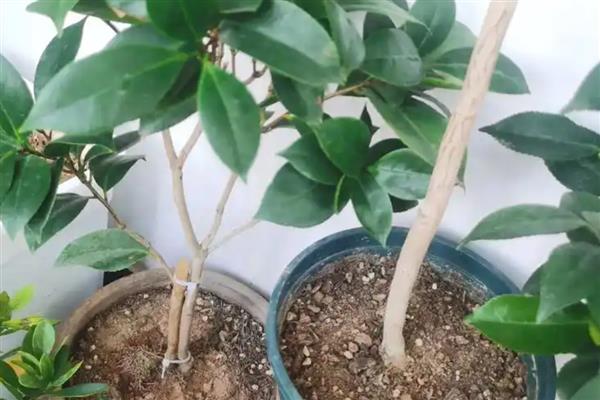 茶花怎么换盆，更换时要把腐烂和衰老的根系剪除