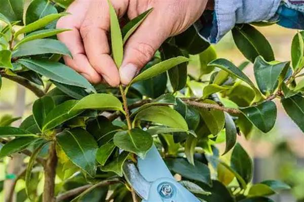 茶花怎么换盆，更换时要把腐烂和衰老的根系剪除