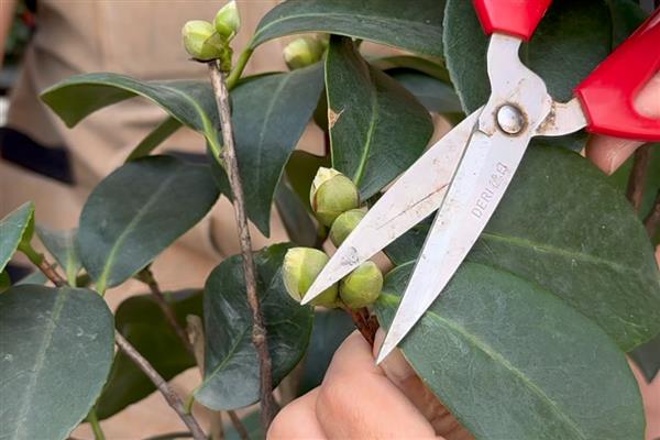 茶花怎么换盆，更换时要把腐烂和衰老的根系剪除