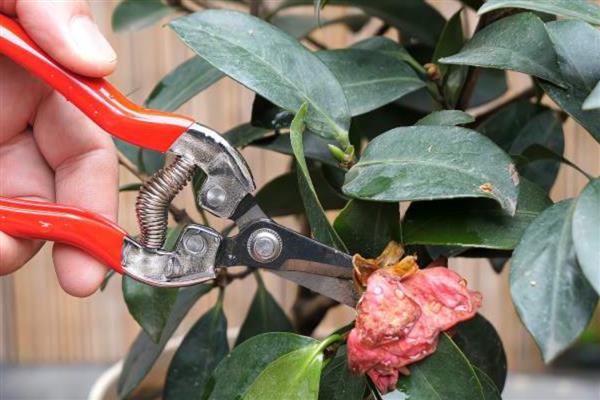 茶花怎么换盆，更换时要把腐烂和衰老的根系剪除