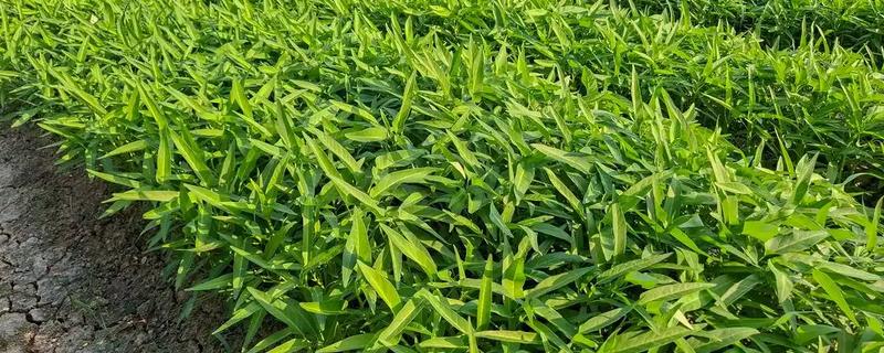 空心菜什么时候施肥，定植前要施入充足的基肥