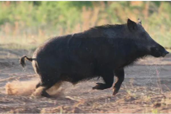 特种野猪一年能长到多少斤，人工饲养能达到100公斤左右