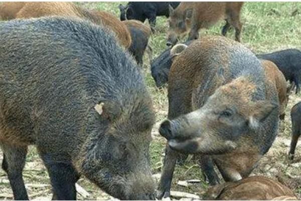 特种野猪一年能长到多少斤，人工饲养能达到100公斤左右