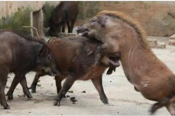 特种野猪一年能长到多少斤，人工饲养能达到100公斤左右