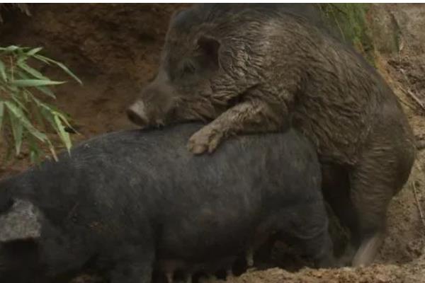 特种野猪一年能长到多少斤，人工饲养能达到100公斤左右