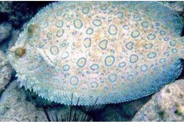 鲽鱼和鸦片鱼有什么区别,前者身体呈圆盘形、后者身体呈侧扁状