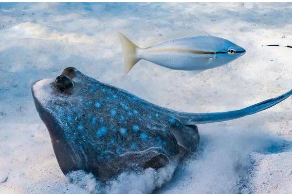 鲽鱼和鸦片鱼有什么区别,前者身体呈圆盘形、后者身体呈侧扁状