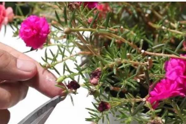 太阳花开花后要不要把头剪掉，需要打顶