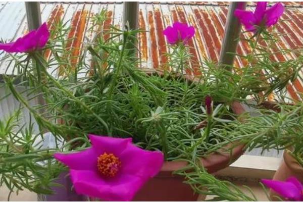 太阳花开花后要不要把头剪掉，需要打顶