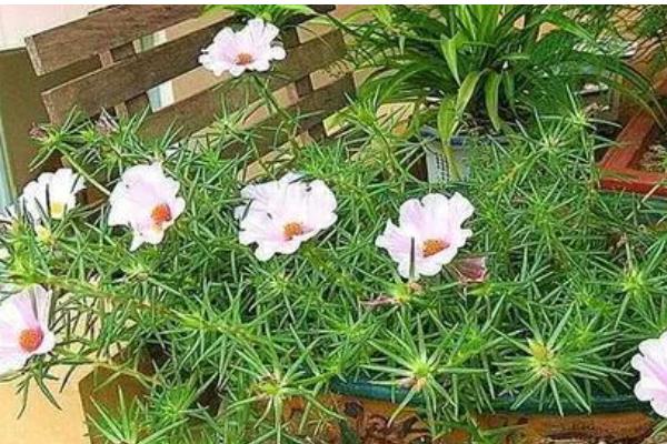 太阳花开花后要不要把头剪掉，需要打顶