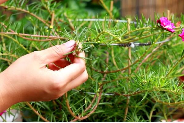 太阳花开花后要不要把头剪掉，需要打顶