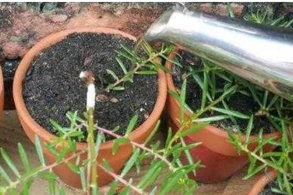 太阳花开花后要不要把头剪掉，需要打顶