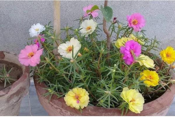 太阳花开花后要不要把头剪掉，需要打顶