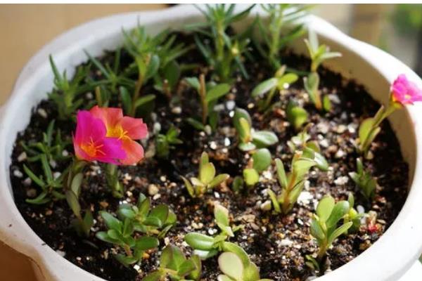 太阳花开花后要不要把头剪掉，需要打顶