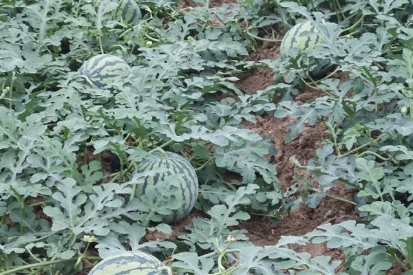 西瓜结果到成熟要多久，需要30-40天