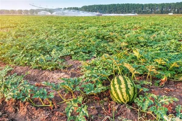 西瓜结果到成熟要多久，需要30-40天
