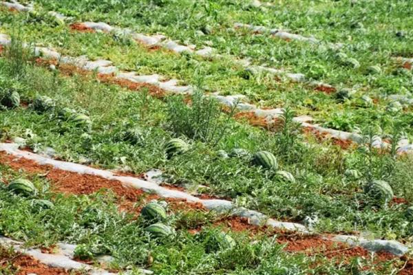 西瓜结果到成熟要多久，需要30-40天