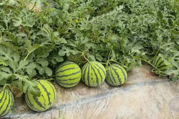 西瓜结果到成熟要多久，需要30-40天