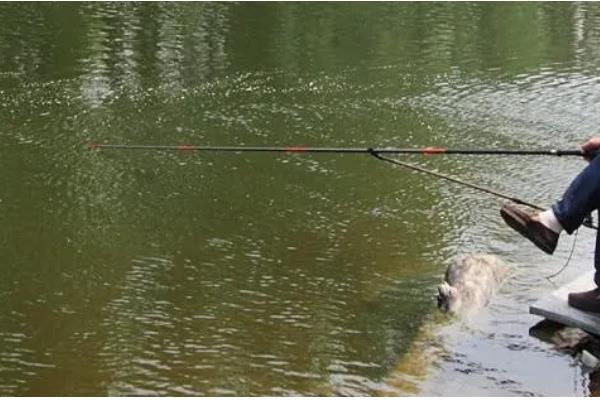 3月份可以路亚哪些鱼，常见鲫鱼、黑鱼、翘嘴鱼等品种