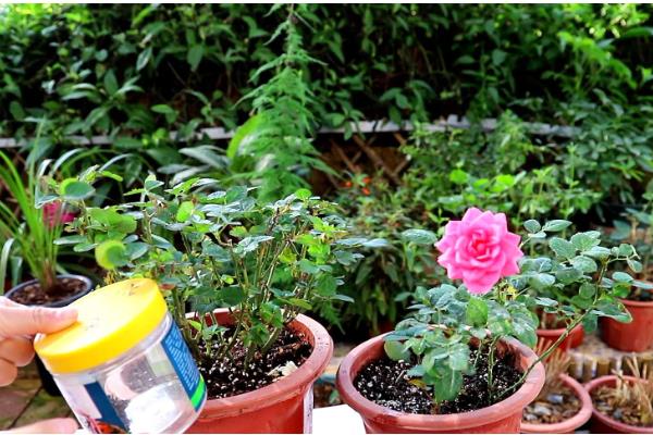 月季怎么施肥,春秋季节每个月追施一次